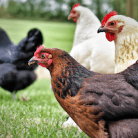 Poules pondeuse dans un champ