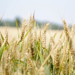 blé seigle triticale