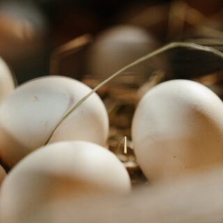 oeuf de poule de couleur